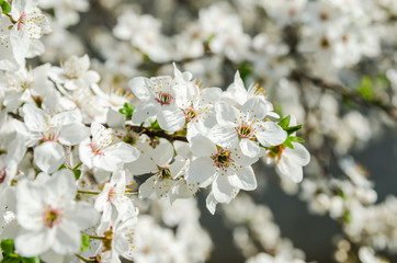 white apricote blossom in garden