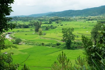 Fototapeta na wymiar Top view of green landscape with rice field and trees