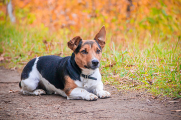 Dog Jack Russell Terrier for a walk in the park. Home pet. Dog walking in the park. Autumn Park.