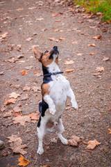 Dog Jack Russell Terrier for a walk in the park. Home pet. Dog walking in the park. Autumn Park.