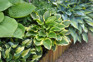 Lush foliage of Hosta plants which are  favourite among gardeners.