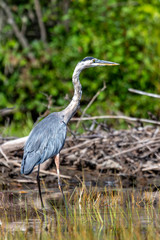 Beautiful Blue Heron