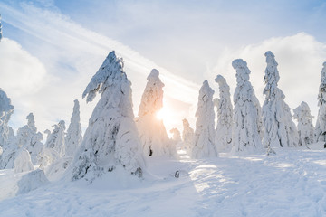 Strange frozen trees as figures in Sudety mountain in Poland on winter.