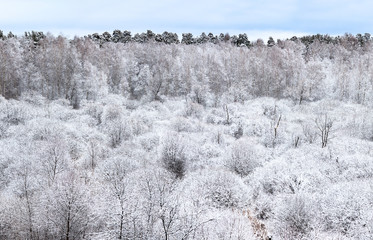 Trees covered by frost.