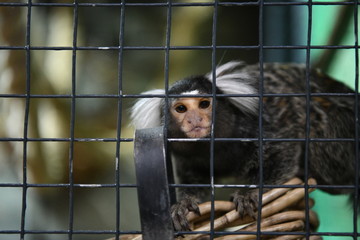 little monkeys in a children's contact zoo