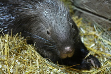 porcupine in a children's contact zoo