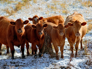 Group of Hereford Cows and Calves at pasture, watching, curious.
