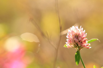 Lichtspiel mit Blüten 2