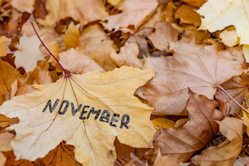 Naklejka na ściany i meble Word november on the background of autumn foliage.