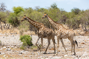 Naklejka na ściany i meble Two giraffes walking through the steppe, Etosha, Namibia, Africa