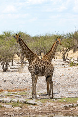 Optical illusion of two giraffes melting together to one, Etosha, Namibia, Africa