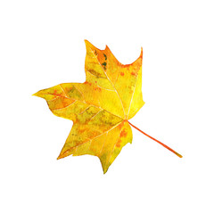 Autumn yellow and orange maple leaf, watercolor hand drawn botanical illustration isolated on white background.