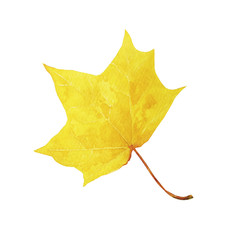 Autumn yellow maple leaf, watercolor hand drawn botanical illustration isolated on white background.