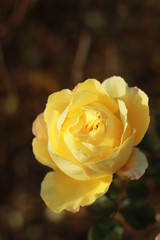 close details of a soft bunch of light yellow rose flowers blooming on the bush in a rose garden, Victoria, Australia