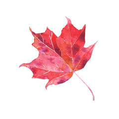 Naklejka na ściany i meble Autumn red maple leaf, watercolor hand drawn botanical illustration isolated on white background.