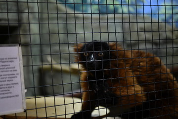 red lemurs in a children's contact zoo © константин константи