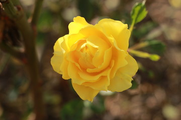 close details of a soft bunch of light yellow rose flowers blooming on the bush in a rose garden, Victoria, Australia