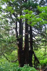 大佐渡石名天然杉、家族杉といわれる4本の杉