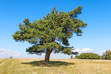 A single pine tree in the middle of a large meadow.
