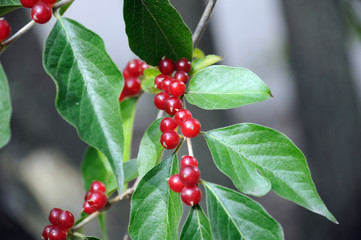 red berries of silver chefpedia on a bush with green leaves