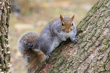 Obraz premium scoiattolo grigio
