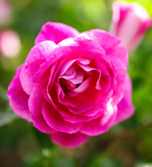 Beautiful pink rose grows in the park