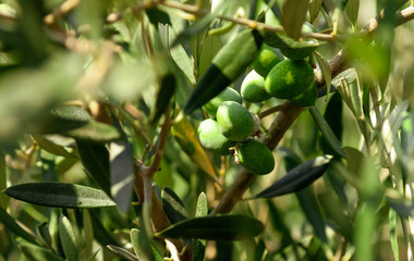Green cactus in the nature