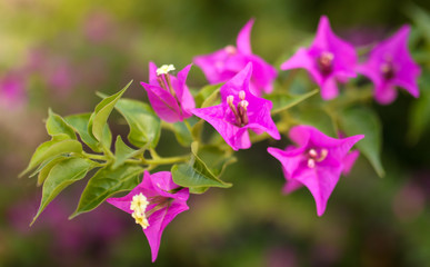 Fototapeta na wymiar Beautiful pink flowers in nature