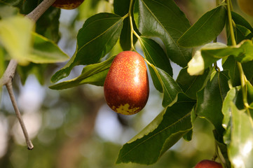 jujube fruits on a tree on a background of green leaves