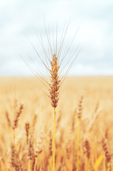 Naklejka premium ripe ear of wheat on field