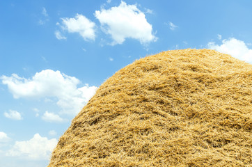 golden color straw haystack on field and blue sky with clouds over it