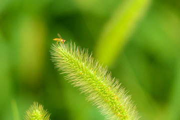 Close-ups of different insects inhabiting wild plants