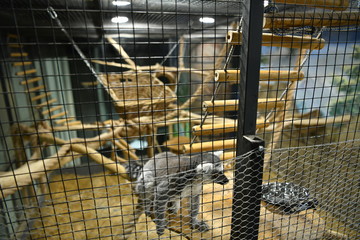 lemurs in a children's contact zoo