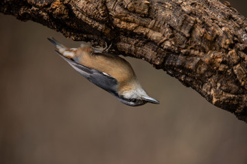 trepador azul © JoseDamin