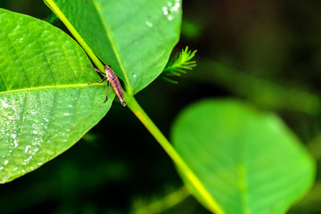 Close-ups of different insects inhabiting wild plants