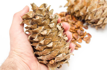 cone cedar in hand over nuts