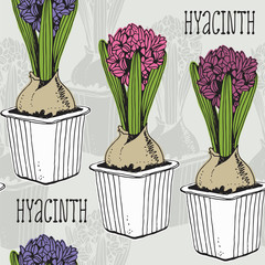 Hyacinth in a pot vector seamless pattern, hand drawn flower background
