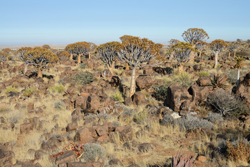 Quiver Trees, Keetmanshoop, Namibia