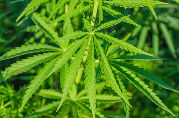 green leaf of marijuana closeup