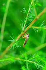 Close-ups of different insects inhabiting wild plants