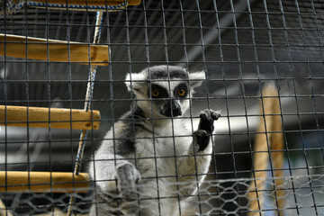 lemurs in a children's contact zoo