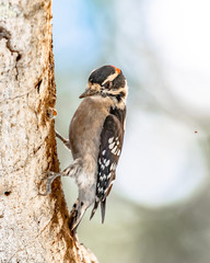 Male downy woodpecker sitting in a tree