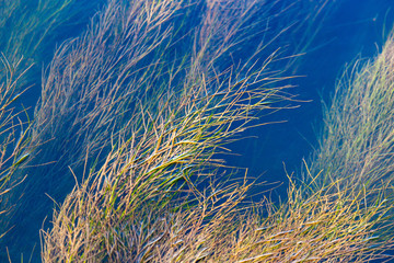Algae on the surface of the water as a background