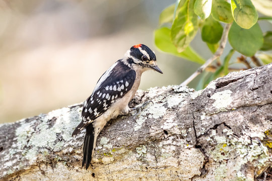 Male downy woodpecker sitting in a tree