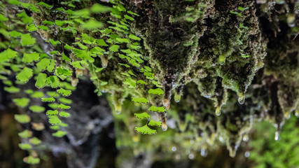 Water droplets dripping from moss covered rocks