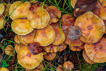Frozen mushrooms in the forest. The end of the mushroom season. Edible mushrooms. The first frost. Mushroom and frost. Frozen mushroom.