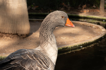 The greylag goose (Anser anser)