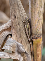 Grasshopper in a dry cornfield