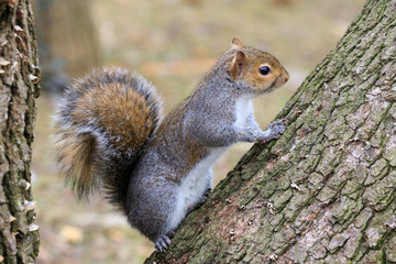 scoiattolo grigio