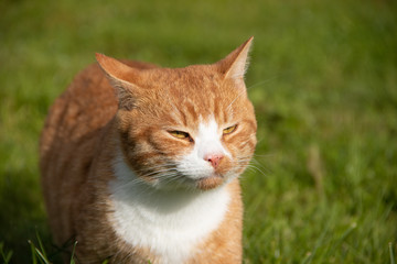 Red cat walks on the green grass in sunny weather. Home pet. A cat on the lawn takes sunbathing.